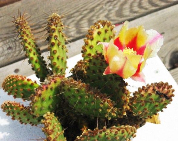 Opuntia Brachyclada Hybrid High Quality Rare Cactus Plants For Sale Buy Cactus Plant Best Prices